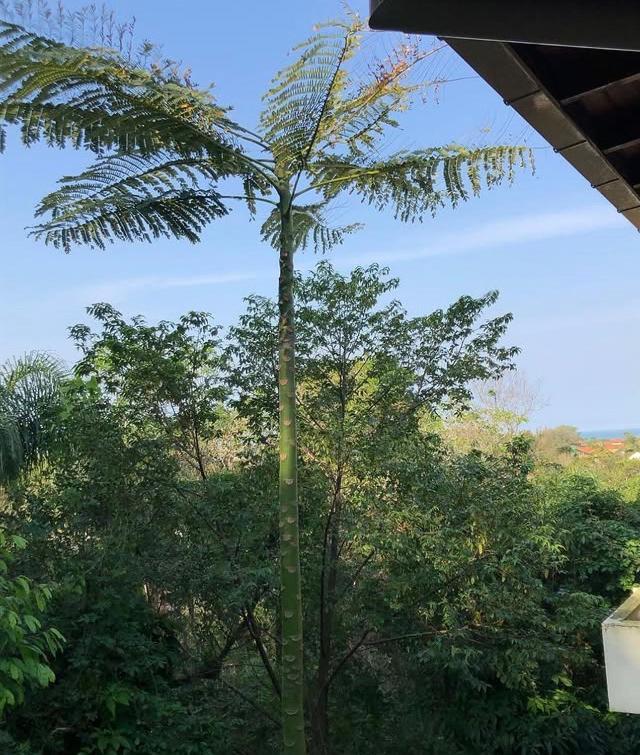 ホテル Casa Figueira Na Pedra フロリアノポリス エクステリア 写真